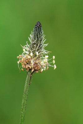 20160618-IMGP4385 Oberhaid Kopie 800 Spitzwegerich.jpg