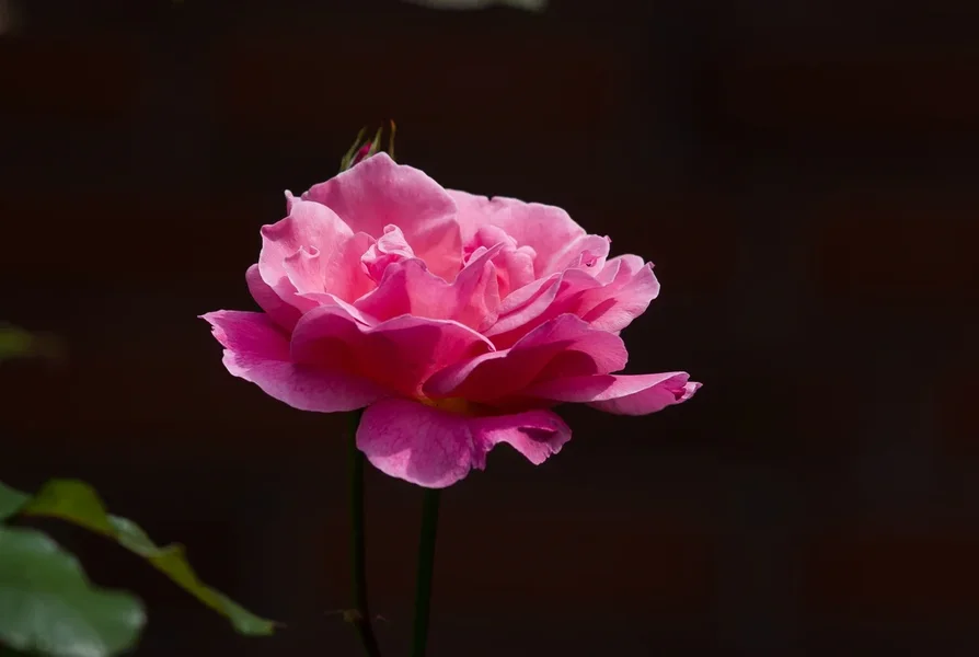 comp_IMGP9780.webp