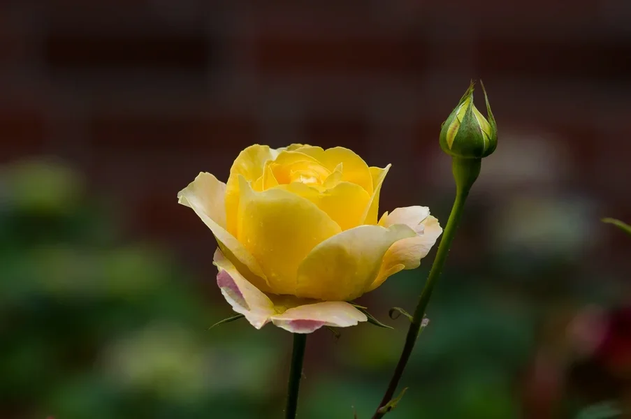 comp_IMGP9785.webp
