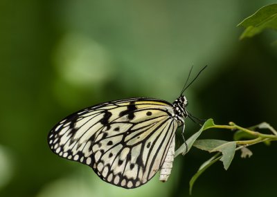 Schmetterling.jpg
