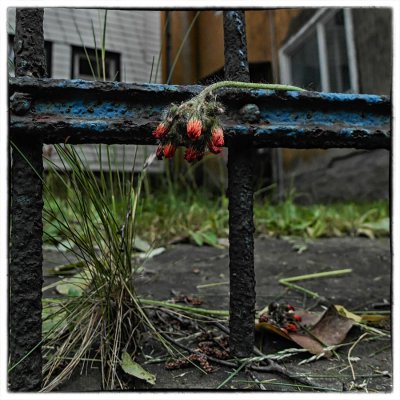 ci_SAM_4009.jpg ci_SAM_4009.jpg