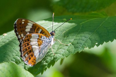 20160625-IMGP4561 Dörrnwasserlos 800 kleiner Eisvogel.jpg