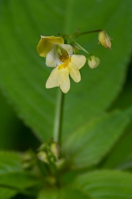 20160618-IMGP4133 Oberhaid Kopie 800 Kl Springkraut.jpg