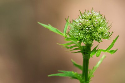 20160618-IMGP4268 Oberhaid Kopie 800 Arznei-Baldrian.jpg