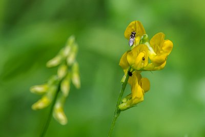 20160618-IMGP4286 Oberhaid Kopie 800 Wiesen-Platterbse.jpg