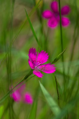 20160618-IMGP4177 Oberhaid Kopie 800.jpg