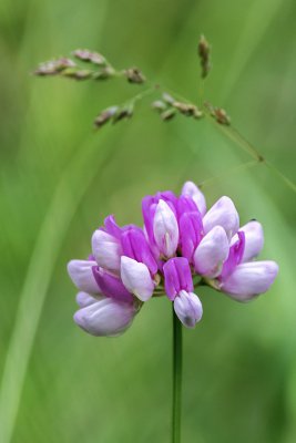 20160618-IMGP4197 Oberhaid Kopie 800 Bunte Kronwicke.jpg