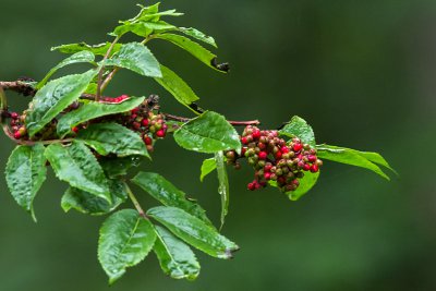 20160618-IMGP4401 Oberhaid Kopie 800 Roter Holunder.jpg