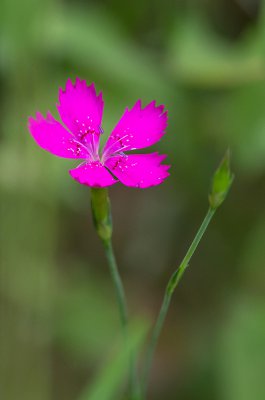 20160618-IMGP4181 Oberhaid 800 Heidenelke.jpg