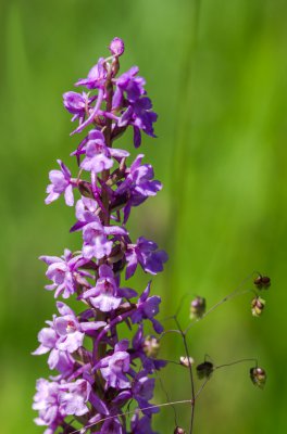 20160625-IMGP4578 Dörrnwasserlos-Mücken-Händelwurz Kopie 1000.jpg