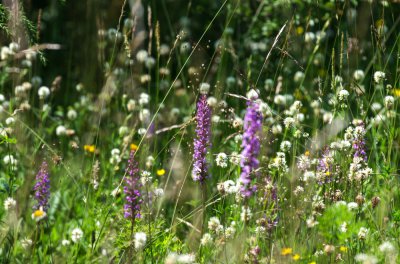 20160625-IMGP4586 Dörrnwasserlos Kopie 1000.jpg