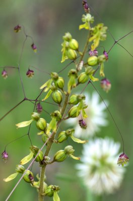 20160625-IMGP4718 Dörrnwasserlos Kopie 1000.jpg