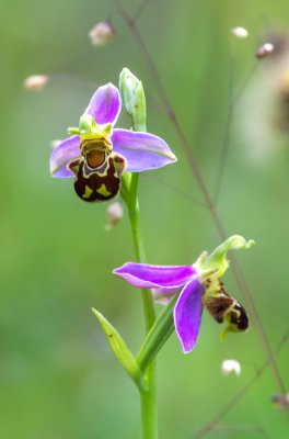 20160625-IMGP4745 Dörrnwasserlos-Bienen Ragwurz Kopie 1000.jpg