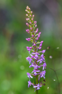 20160625-IMGP4762 Dörrnwasserlos Mücken-Händelwurz Kopie 1000.jpg