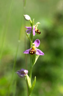 20160625-IMGP4775 Dörrnwasserlos Bienen Ragwurz Kopie 1000.jpg