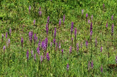 20160625-IMGP4789 Dörrnwasserlos Kopie 1000.jpg