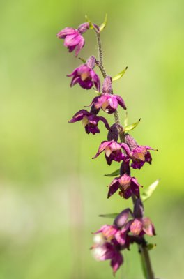 20160625-IMGP4855 Dörrnwasserlos Rotbraune Stendelwurz Kopie 1000.jpg