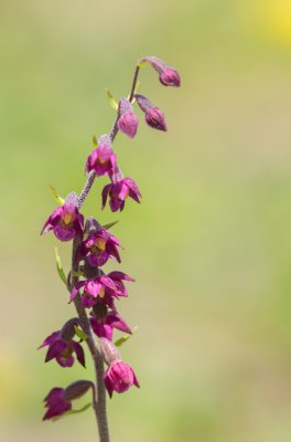 20160625-IMGP5035 Dörrnwasserlos Rotbraune Stendelwurz Kopie 1000.jpg