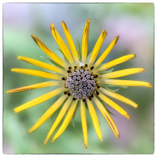 ci_SAM_0293.webp
