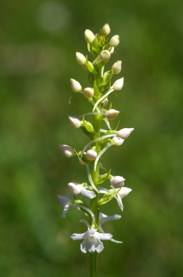 20160708-IMGP6650 Dörrnwasserlos Mücken Händelwurz.jpg