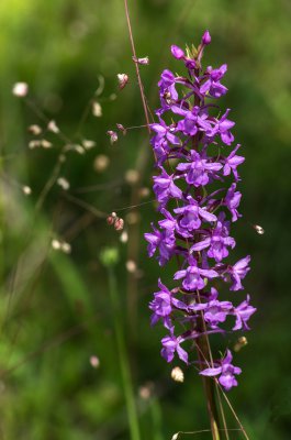 20160708-IMGP6900 Dörrnwasserlos Mücken Händelwurz.jpg