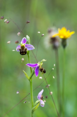 20160625-IMGP4739 Dörrnwasserlos.jpg