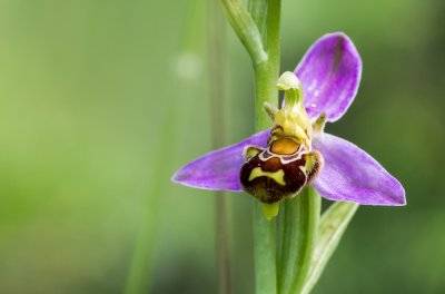 20160625-IMGP4767 Dörrnwasserlos-Bienen Ragwurz.jpg