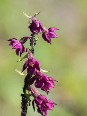 20160707-IMGP6261 Dörrnwasserlos Kopie 1200.jpg