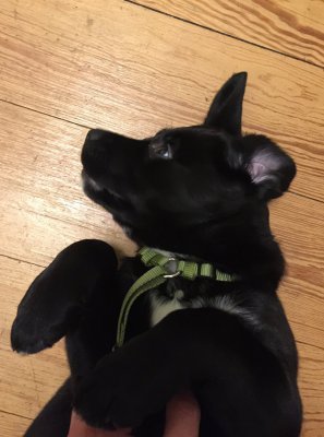 image.jpeg