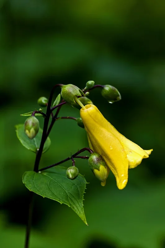 IMGP5222.webp