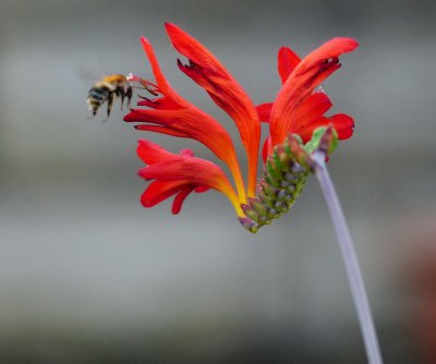 ROT_BLUME_HUMMEL_KL.JPG