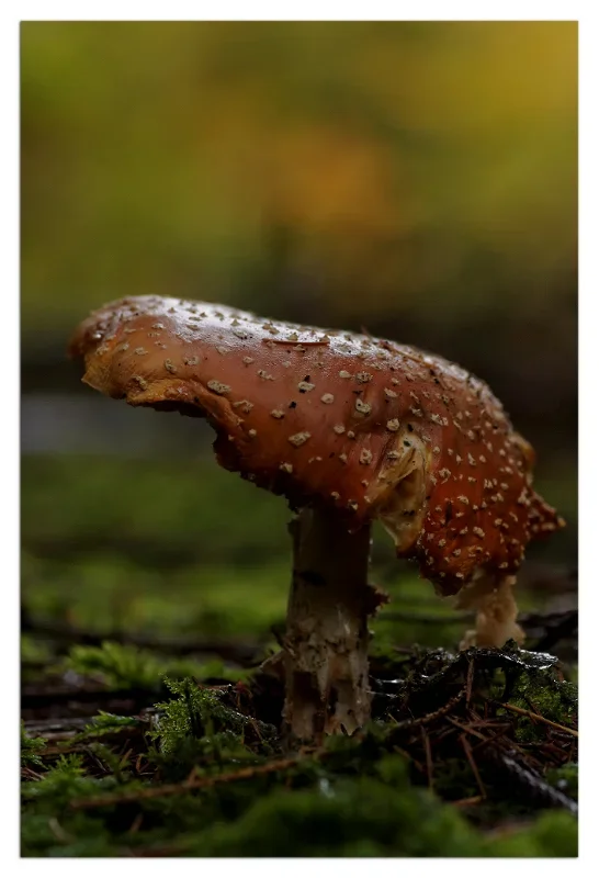 Fliegenpilz.webp