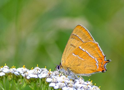 20160730-IMGP8600 Dörrnwasserlos 1200 Nierenfleck-Zipfelfalter.jpg