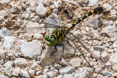 20160806-_DSC8277 Dörrnwasserlos 1500 Kleine Zangenlibelle.jpg