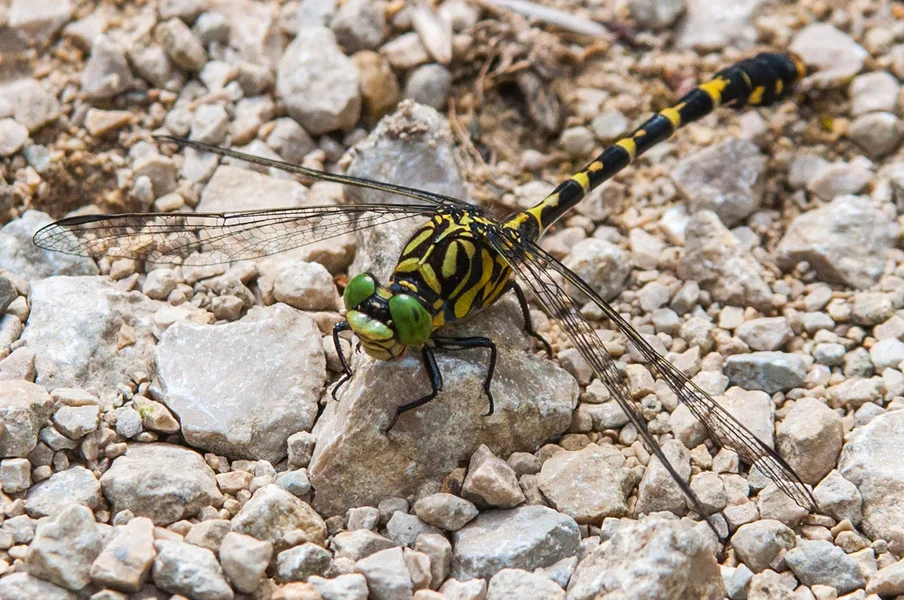 20160806-_DSC8277 Dörrnwasserlos 1500 Kleine Zangenlibelle.webp