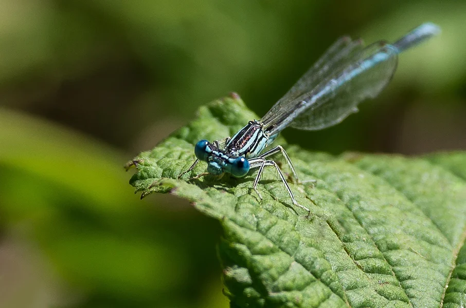 20160822-IMGP9715 Amlingstadt Kopie 1500.webp