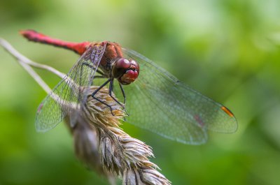 20160822-IMGP9725 Amlingstadt Kopie 1500.jpg