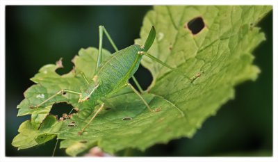 ci_SAM_1405.jpg ci_SAM_1405.jpg