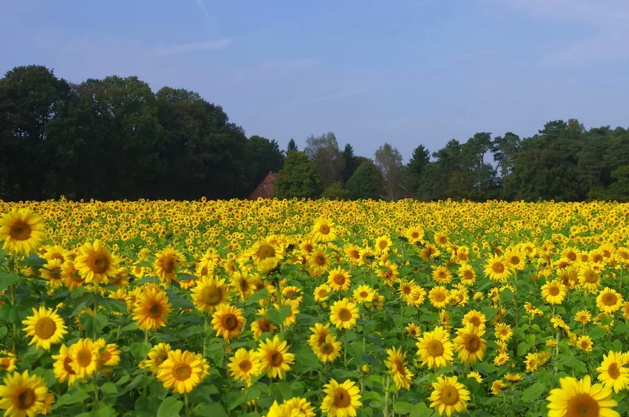 comp_comp_landscha5.webp