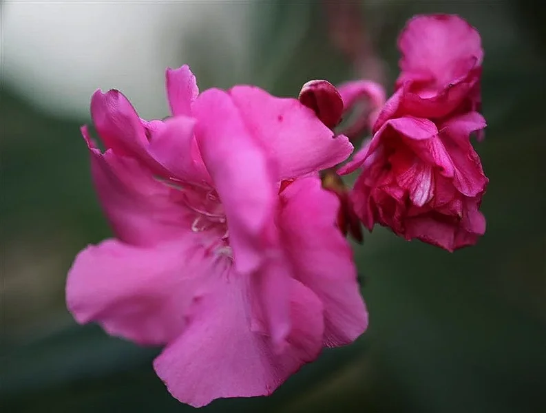 Blüte 01.webp