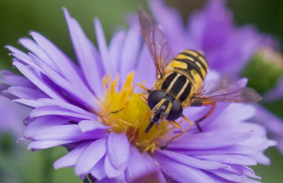 comp_IMGP1173.webp