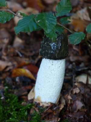 PILZ_kl.JPG