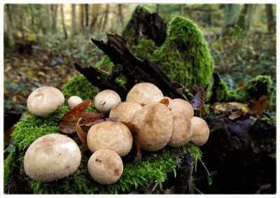 ci_SAM_5353.jpg ci_SAM_5353.jpg