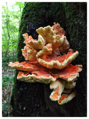 ci_SAM_5429.jpg ci_SAM_5429.jpg