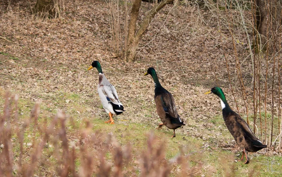 20150308-_IGP1156.webp