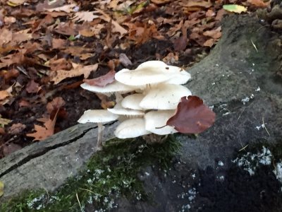 IMG_0992.JPG IMG_0992.JPG