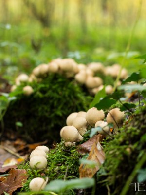 20161027-_IGP1094.jpg 20161027-_IGP1094.jpg