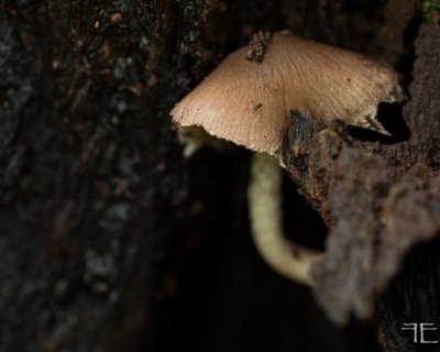 20161027-_IGP1117.jpg 20161027-_IGP1117.jpg