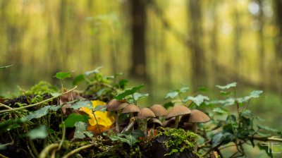 20161027-_IGP1122.jpg