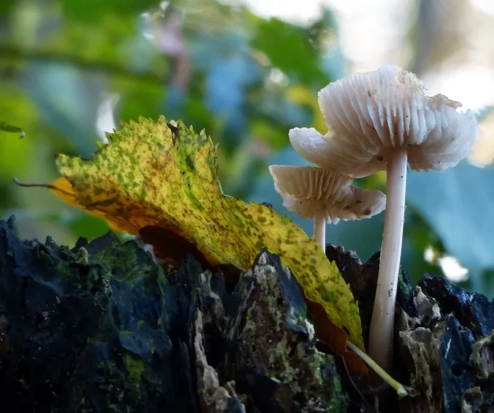 PILZ.webp